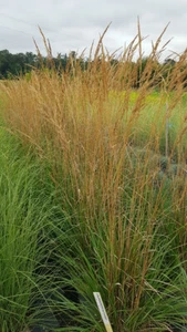 Calamagrostis x acutiflora 'Karl Foerster' / Calamagrostide / 7er Behälter ... - Bild 1 von 2