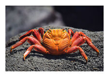 Sally Lightfoot Crab on a Rock 2, High Resolution Image, Many Formats, TV Art