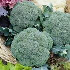 Pack Kings Vegetable Seed Calabrese 'Green Magic F1' Vegetable Garden Seeds