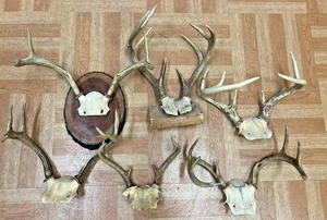 Vintage Deer Antler Lot wall mount decor cabin art whitetail plaque panel real 6 - Picture 1 of 10