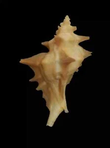 Shell PTEROPURPURA CENTRIFUGA W/O Mexico 76,5 mm - Picture 1 of 5