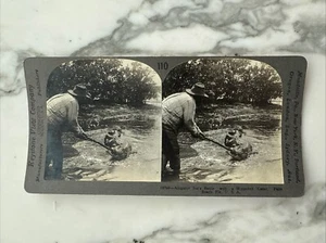 Alligator Wrestling Palm Beach Florida Photograph Keystone Stereoview Card # 110 - Picture 1 of 6