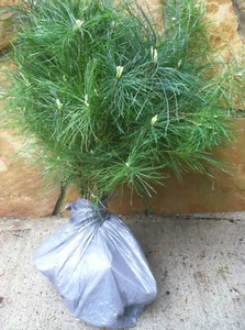 Eastern White Pine Tree Seedlings /Transplants 18"-24"; lot of 5 - Picture 1 of 8