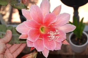 Epiphyllum orchid cactus -Sakurahine -1x cutting - Picture 1 of 13
