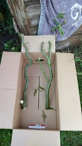Bio Korkenzieher Weide,Zweige Äste Garten ,Voliere,Deko,Knabberholz - Bild 1 von 3