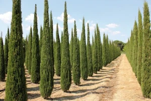 CUPRESSUS SEMPERVIRENS STRICTA - CHIPRUS PIRAMIDAL (50 SEMILLAS) - Imagen 1 de 1