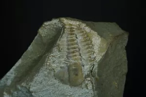 Trilobite / Ellisocephaylus Hoffi / Formazione Jince, Cecoslovacchia / Cambrian F - Foto 1 di 2