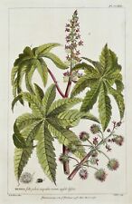 RICINUS, OIL SEED, Palma Christi Miller Lge Antique Botanical flower print 1760 