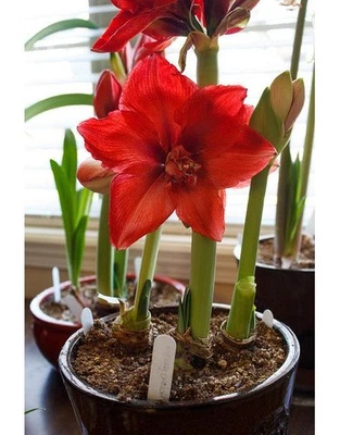 Blue Buddha Farm: Amaryllis 'Ragtime' – 24/26 Bulb | Spirited Symphony Blooms - Image 1 of 4