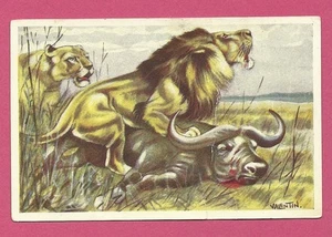 African Lion Animals of Africa Congo Van Tieghem Dupont Chicory Card #2 - Bild 1 von 1