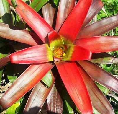 BUY 4 SAVE 25% BROMELIAD Guzmania SANGUINEA Unlike Other You've Seen! Offset - Image 1 of 4