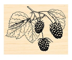 Sello de goma Blackberries P137 - Imagen 1 de 1