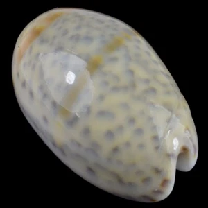 OLIVA BULBOSA (Dar Es Salaam, Tanzania) 34.8mm #41310 - Picture 1 of 4
