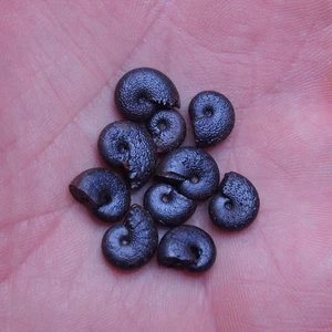 10 pezzi 8-10 mm ammonite ematite Marocco ammonite fossile giurassica 2320 - Foto 1 di 6