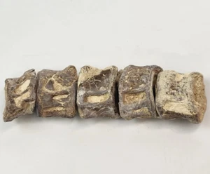 Associated Gillicus Fossil Fish Vertebrae - Niobrara Chalk Fm. - KS - Picture 1 of 8