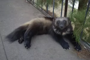 Beautiful Real Alaskan Wolverine Prime Fur Taxidermy Soft Mount Posable - Picture 1 of 5