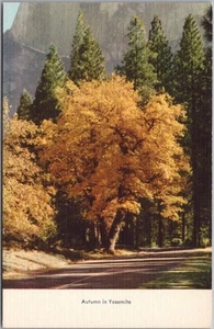 Vintage 1940s YOSEMITE NATIONAL PARK Linen Postcard "Autumn" Fall Foliage UNUSED - Picture 1 of 2