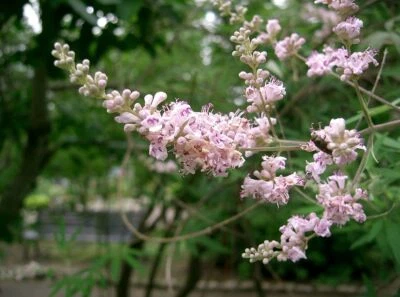 Vitex agnus-castus seeds  500 Chaste Tree  Abraham's tree  Sacred Vitex -821 - Image 1 of 2