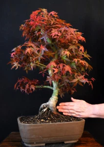 BONSAI JAPANISCHER ROTER FÄCHERAHORN ACER PALMATUM "DESHOJO" OUTDOOR - Bild 1 von 8