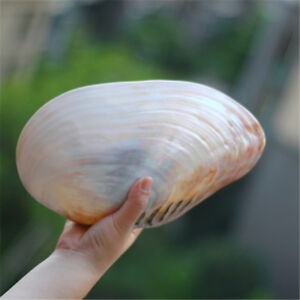 1 Piece Ultra Large Natural Mussel Shells 20-27 cm Seashells Nautical Decor