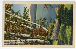 Postal vintage C.T. Lake Shore Scenes Canoa Lino Publicado Alejandría MN 1945 - Imagen 1 de 2
