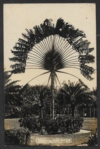 (BL) Malaya Traveling Tree Vintage Echtfoto Postkarte - Bild 1 von 2