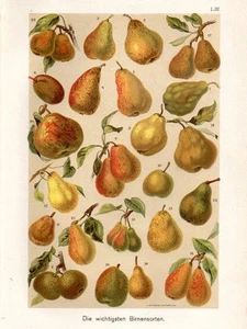 1899 MARTIN CHROMO pears: Butter Pears, William’s Christ, Louise Bonne, ... - Picture 1 of 3