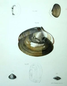 Palourde Histoire naturelle Fuits de mer Coquillage Lithographie XIXème - Bild 1 von 1