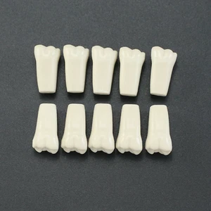 10Pcs/lot Dental Typodont Teeth Replacement Individual Teeth Fit Columbia 860 - Picture 1 of 66