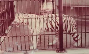 2 Insegna Info Zoo Tiger Fl Foto Kodachrome Bianco e Nero Vintage 5 x 3 1/2" - Foto 1 di 6
