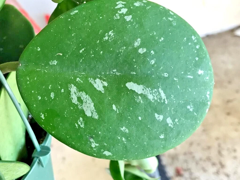 Hoya Obovata cutting 2-3 inch long, 1 cuttings per order- Obovata Splash Cutting - Image 1 of 4