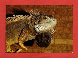 REPTILE postcard GREEN IGUANA lizard snake American animal bird - Picture 1 of 2