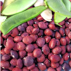Dixie Speckled Butterpea Lima Bean Seeds - For 2025 Planting Southern Baby - Picture 1 of 7