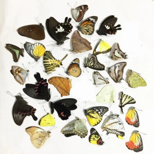 10/20pcs Real Papilio Butterfly Specimens Random Craft Artwork Art DIY Gift Chic - Picture 1 of 8
