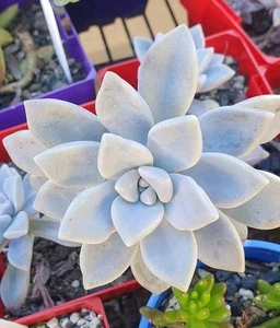 Graptopetalum Ghost Rooted 7cm succulent plant limited one - Picture 1 of 2