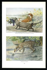 Jaguarundi e Ocelot, 1916 stampa Louis Agassiz Fuertes, fauna selvatica nordamericana - Foto 1 di 3