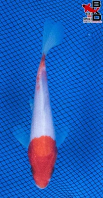 Estanque de jardín de peces koi vivos 5" KOHAKU 11/2 Foto 1 de 4