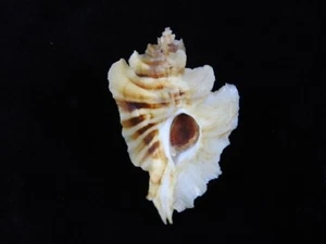 Sea Shell Pteropurpura trialata 61,2 mm ID#8875 - Imagen 1 de 4