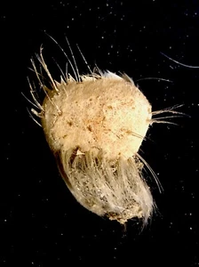 Very Rare Taxidermy Dried Antarctic Glass Sea Sponge Genus Rossella - Picture 1 of 7