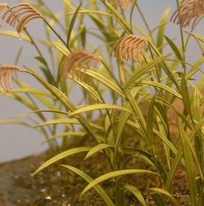 Kamizukuri A-13 1/35 Reed Canary Grass - Picture 1 of 2