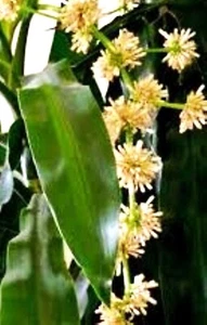 Dracaena Fragrans Fragrant Corn Plant Bloomer Houseplant. - Picture 1 of 5