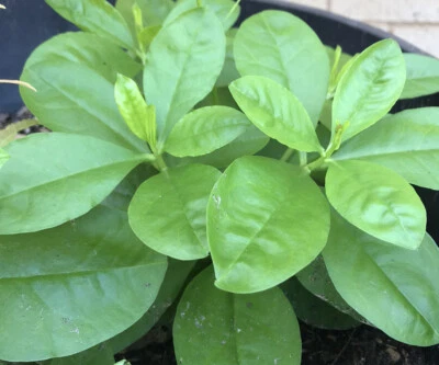 Jewels of Opar Talinum Ginseng Sam Dat Asian Herbs 4 live plants Bare Roots - Image 1 of 2