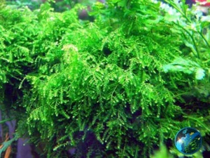 Weeping Moss Vesicularia Ferriei Size: 4 Ounce Cup Live Aquarium Plants - Picture 1 of 12