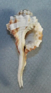 CYMATIUM EXILIS 50,93 mm ESPECIMEN SUPER ELECCIÓN de Punta Engano Cebú, Filipinas - Imagen 1 de 2