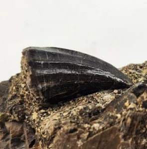 Mosasaurus Beaugei 0,80" Zahnfossil - selten - El Koubbat Fm. - Bekrit - Marokko - Bild 1 von 6