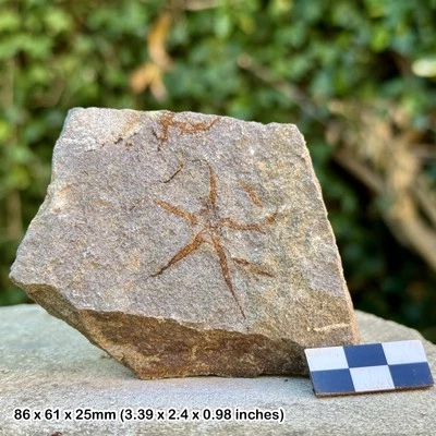 Fósil Estrellas Frágiles (Ophiura) - Ordovícico Valle del Draa Marruecos, Plato Estrella de Mar Foto 1 de 2