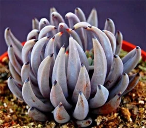 # sold out# Echeveria unguiculata 🏵️one plant only -- succulent - Picture 1 of 3