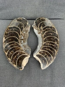Huge Ammonite Pair Cut + Polished Calcite Fossil, Holderness, Yorkshire Coast. - Picture 1 of 13