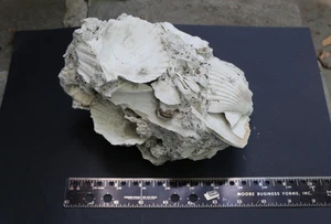 Large Shell Scallop Fossil in Matrix, Florida, Rare, Museum Quality,4 lbs. 13 oz - Picture 1 of 18
