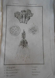 Gravure 1838 Océanie Zoophytes Labophyllia Physsophora Cuvieria - Picture 1 of 1